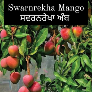 Swarnrekha Mango