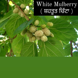 White Mulberry
