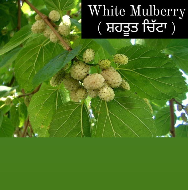 White Mulberry