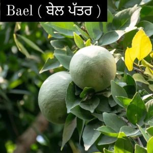 Bael