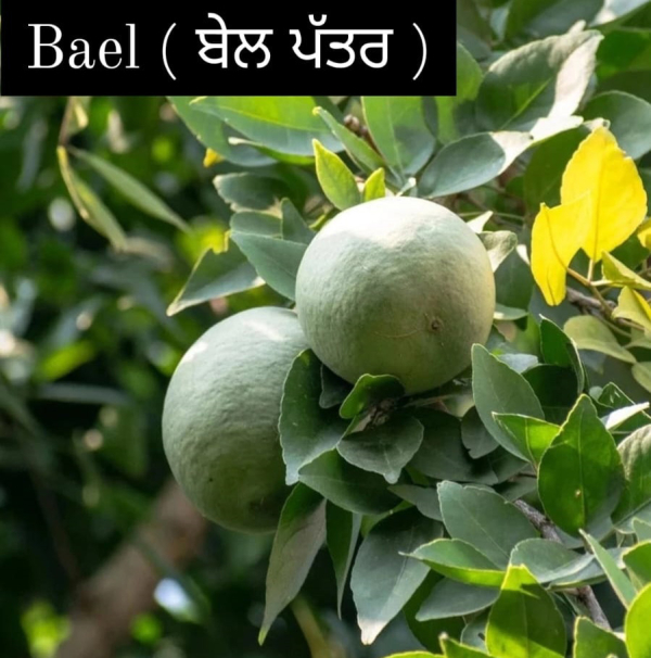 Bael