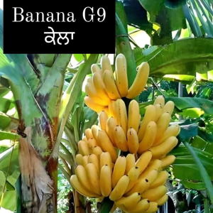 Banana G9