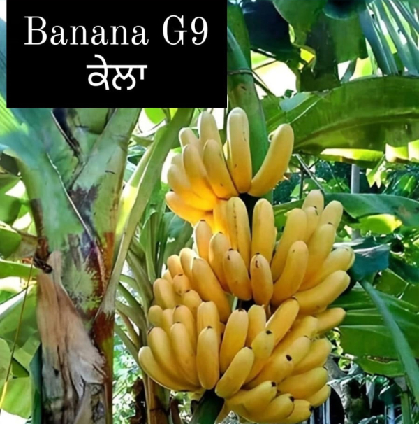 Banana G9