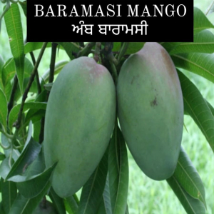 Baramasi Mango