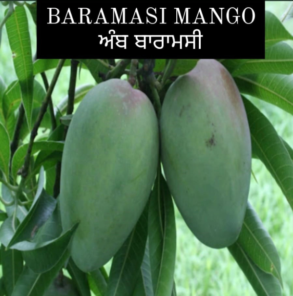 Baramasi Mango