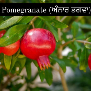Pomegranate