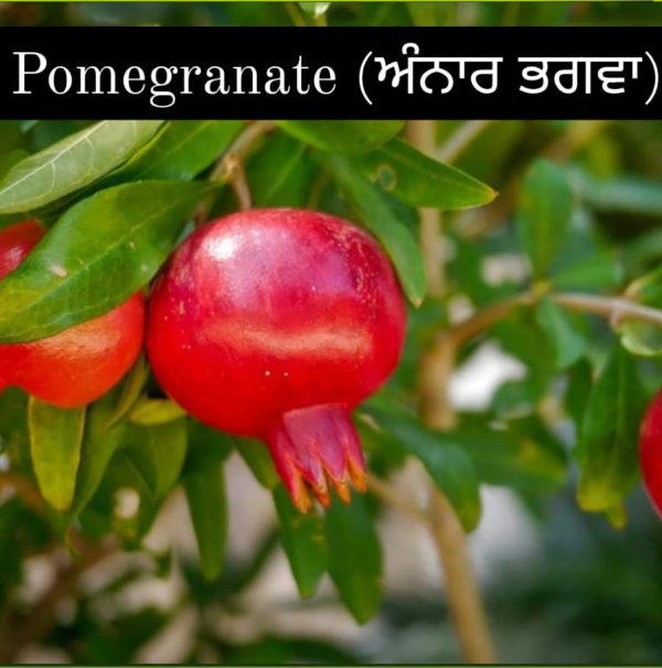Pomegranate