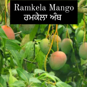 RamKela Mango