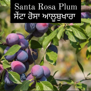 Santa Rosa Plum