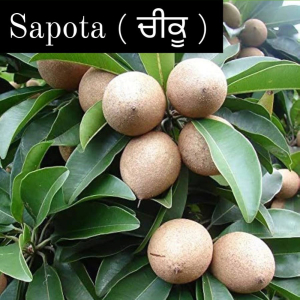Sapota