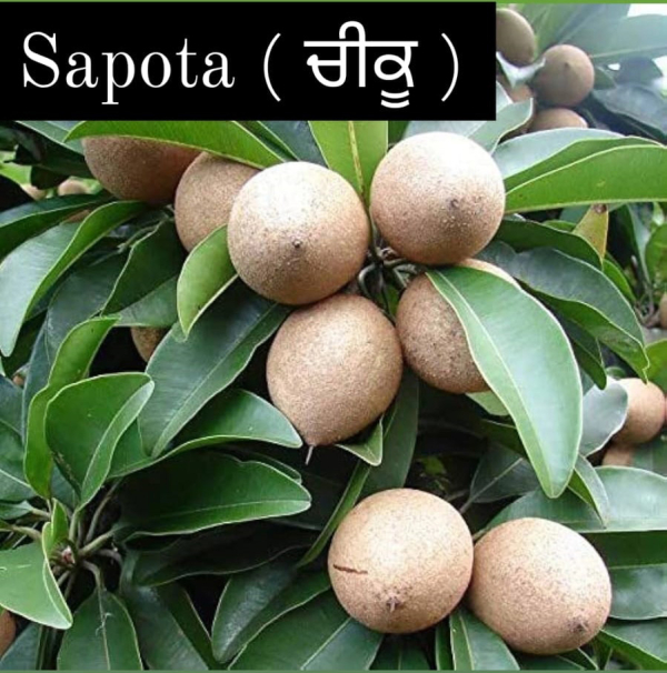 Sapota