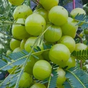 Amla Grafted