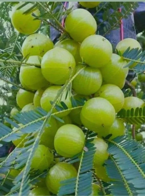 Amla Grafted