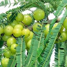 Amla Dessi