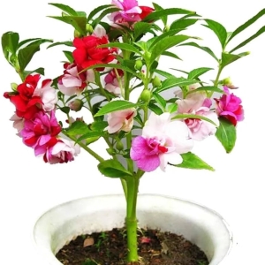 Balsam Dwarf