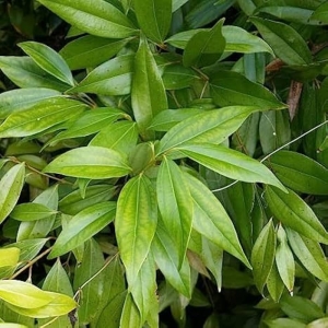Bay leaf