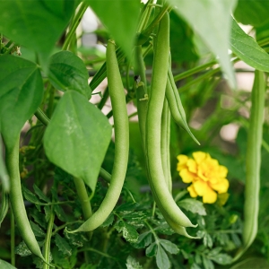 Beans