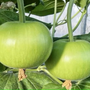 Bottle Gourd