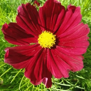 Cosmos Dwarf ladybird