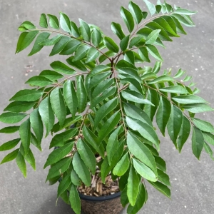 Curry leaves