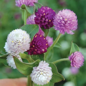 Gompherna