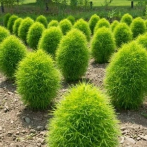 Kochia