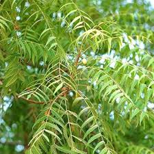 Neem