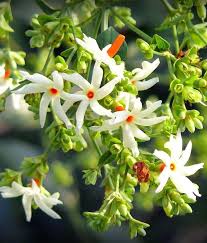 Night Jasmine