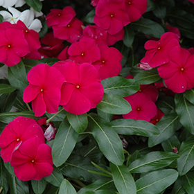 Vinca Pacifica XP Appricot