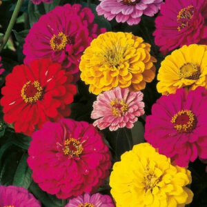 Zinnia double mix