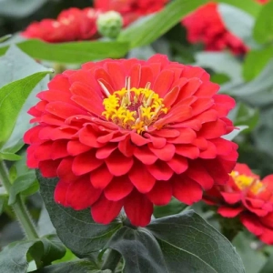 Zinnia Dwarf Extra Large Red