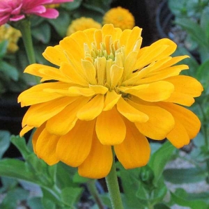 Zinnia Dwarf Extra large yellow