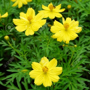Cosmos yellow