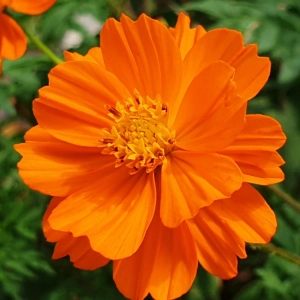 Cosmos Orange