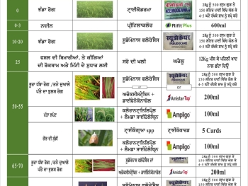 WhatsApp Image 2025-07-13 at 10.34.31 AM(1)