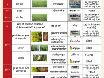 WhatsApp Image 2025-07-13 at 10.35.03 AM(2)