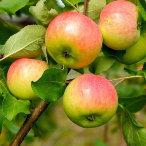 Apple Anna
