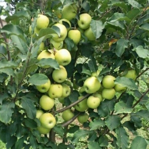 Golden apple
