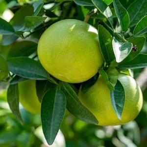 Grapefruit