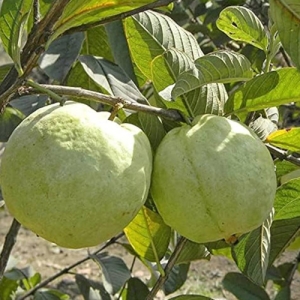 Guava 1 kg