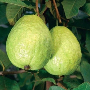 Guava L 49