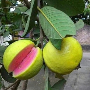 Guava Taiwan Pink