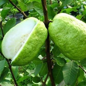 Guava Taiwan White
