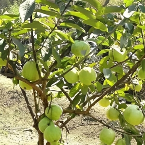Guava Hisar Safeda