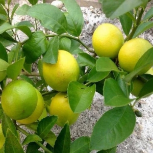 Kagji lemon