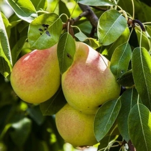 Kashmiri pear