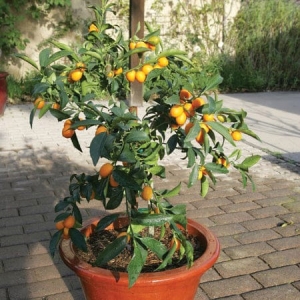Kumquat lemon