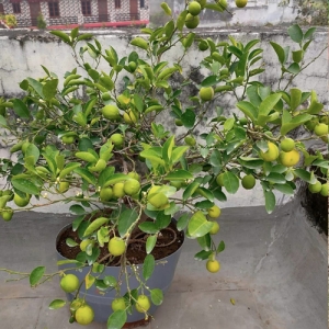 Lemon baramasi