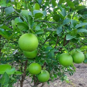 Malta Jaffa