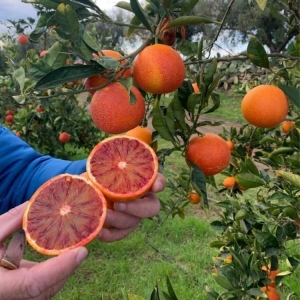 Malta Blood Red